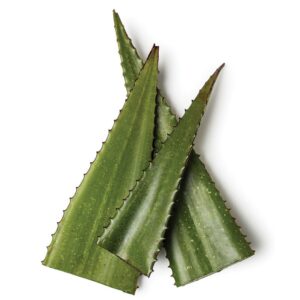 Aloë Vera Hydrosol