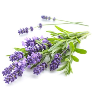 Lavendel Hydrolaat